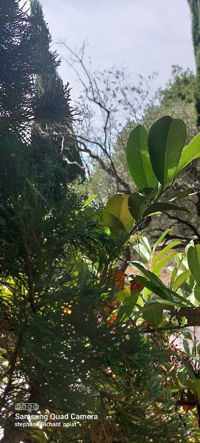 Clinosperma lanuginosa — houseplant care guide