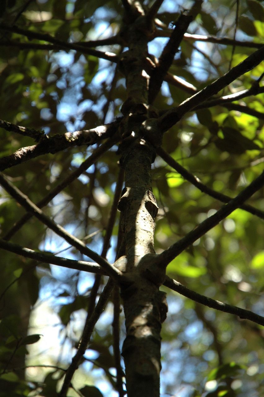 Ardisia pauciflora habit