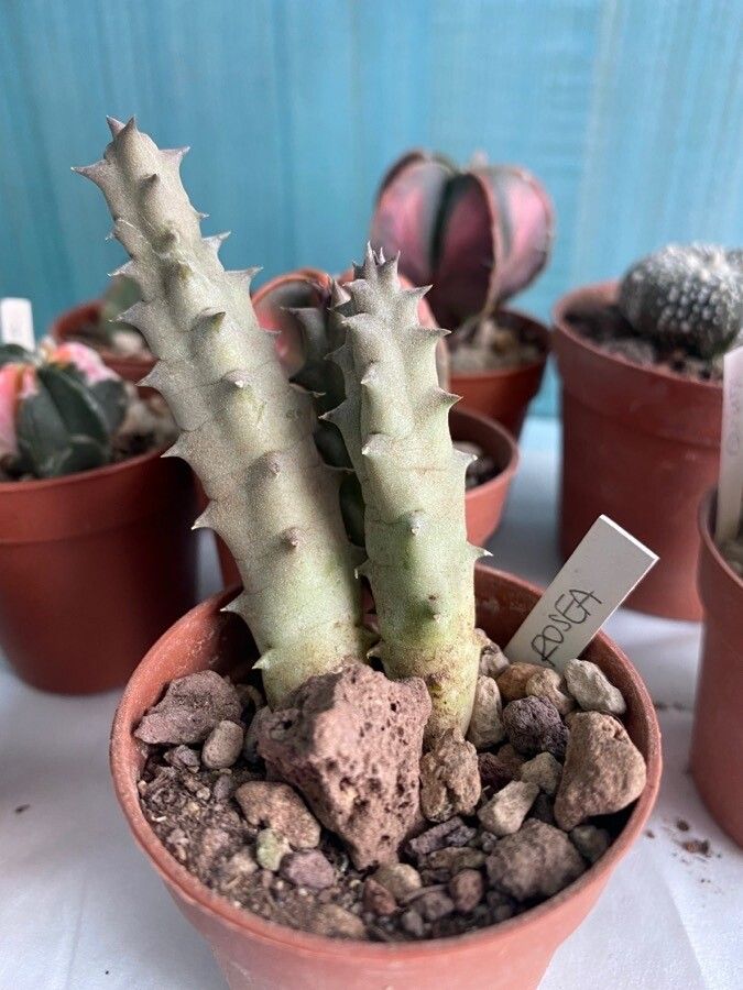 Huernia rosea — search result for 'Huernia'