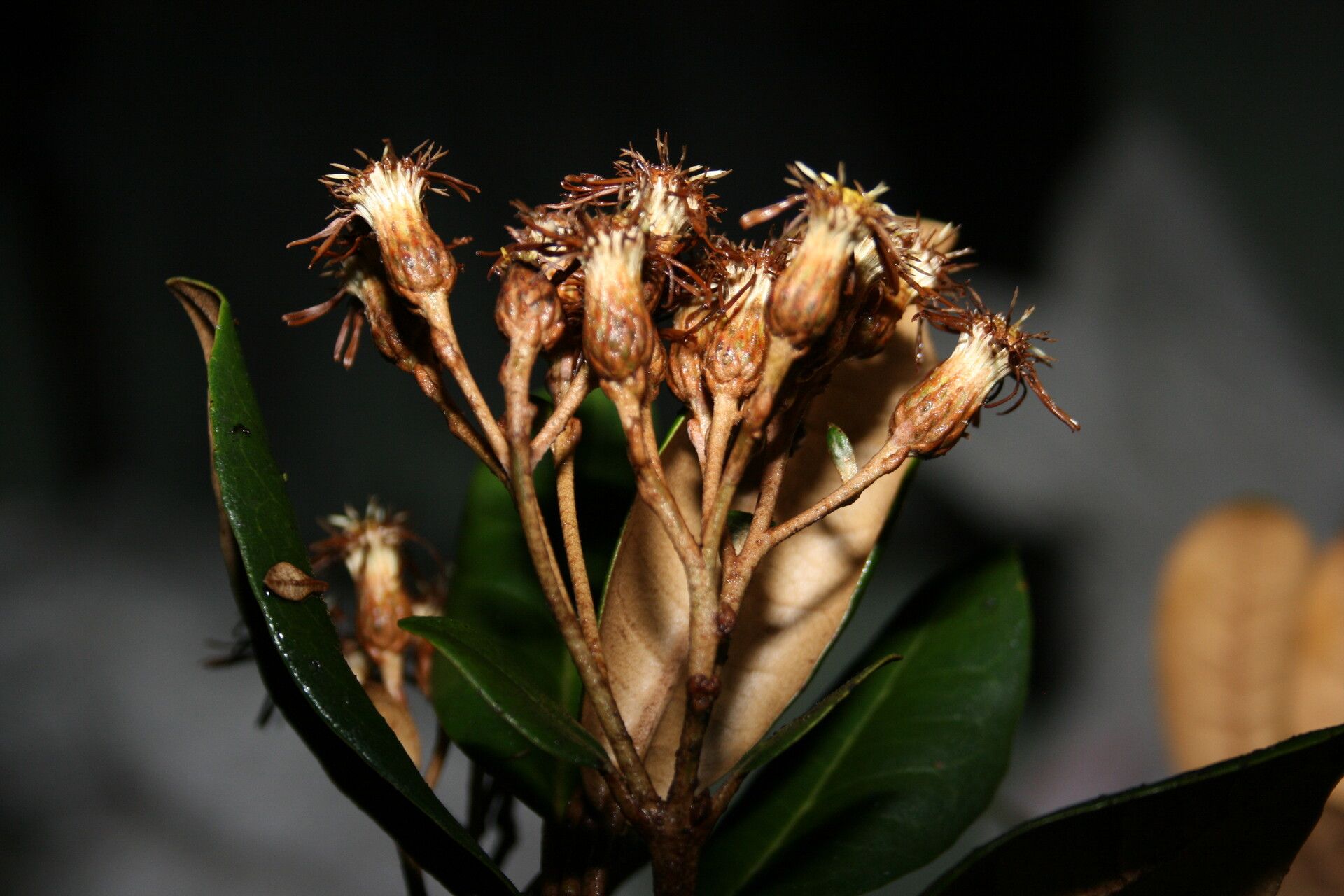 Olearia spectabilis flower