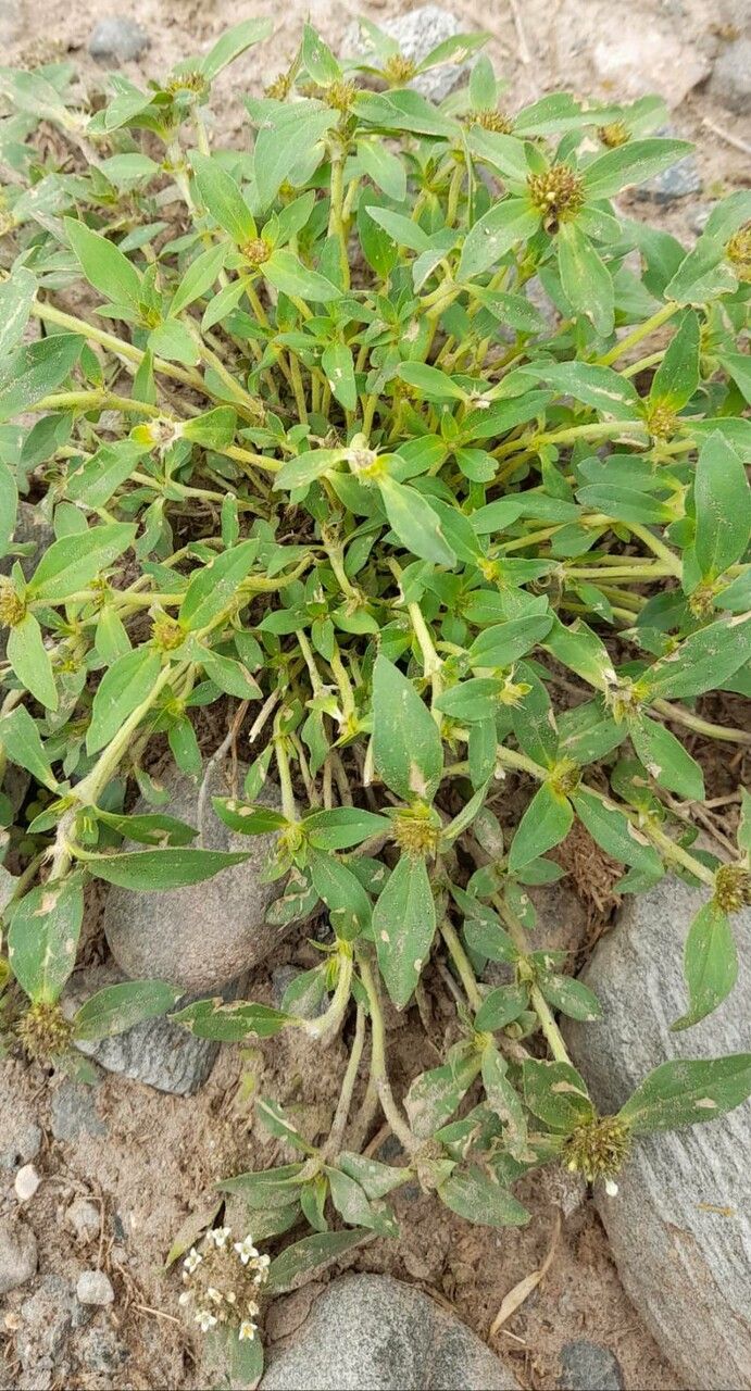 Mitracarpus megapotamicus habit