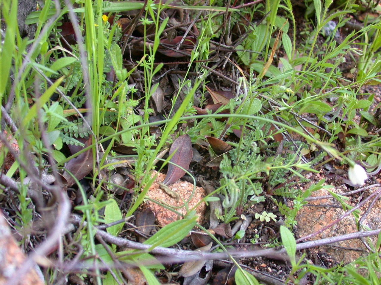 Acis longifolia habit