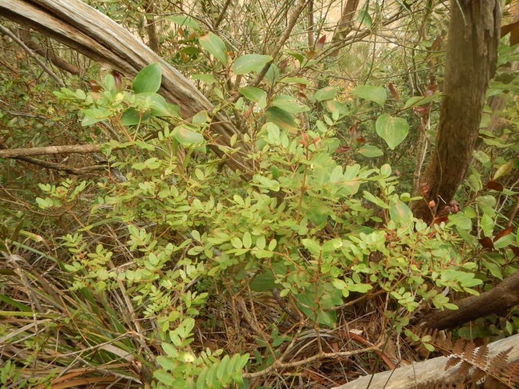Pancheria phillyreoides habit