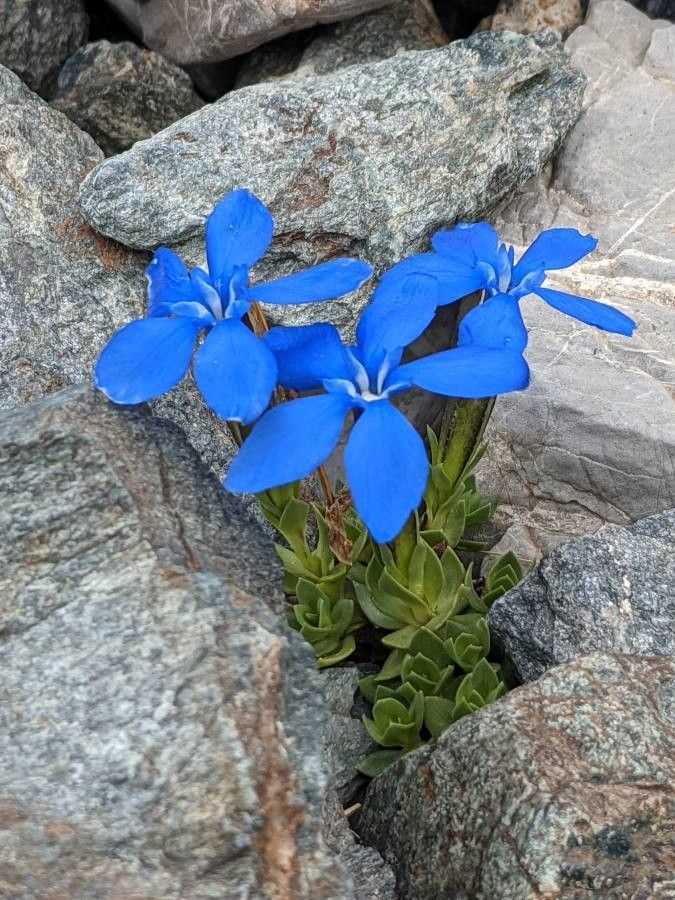 Gentiana schleicheri flower