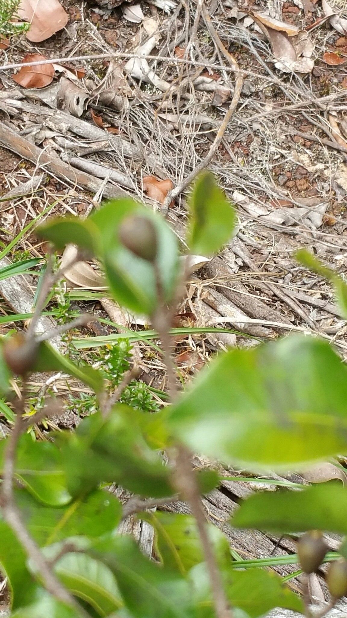 Leptolaena multiflora leaf