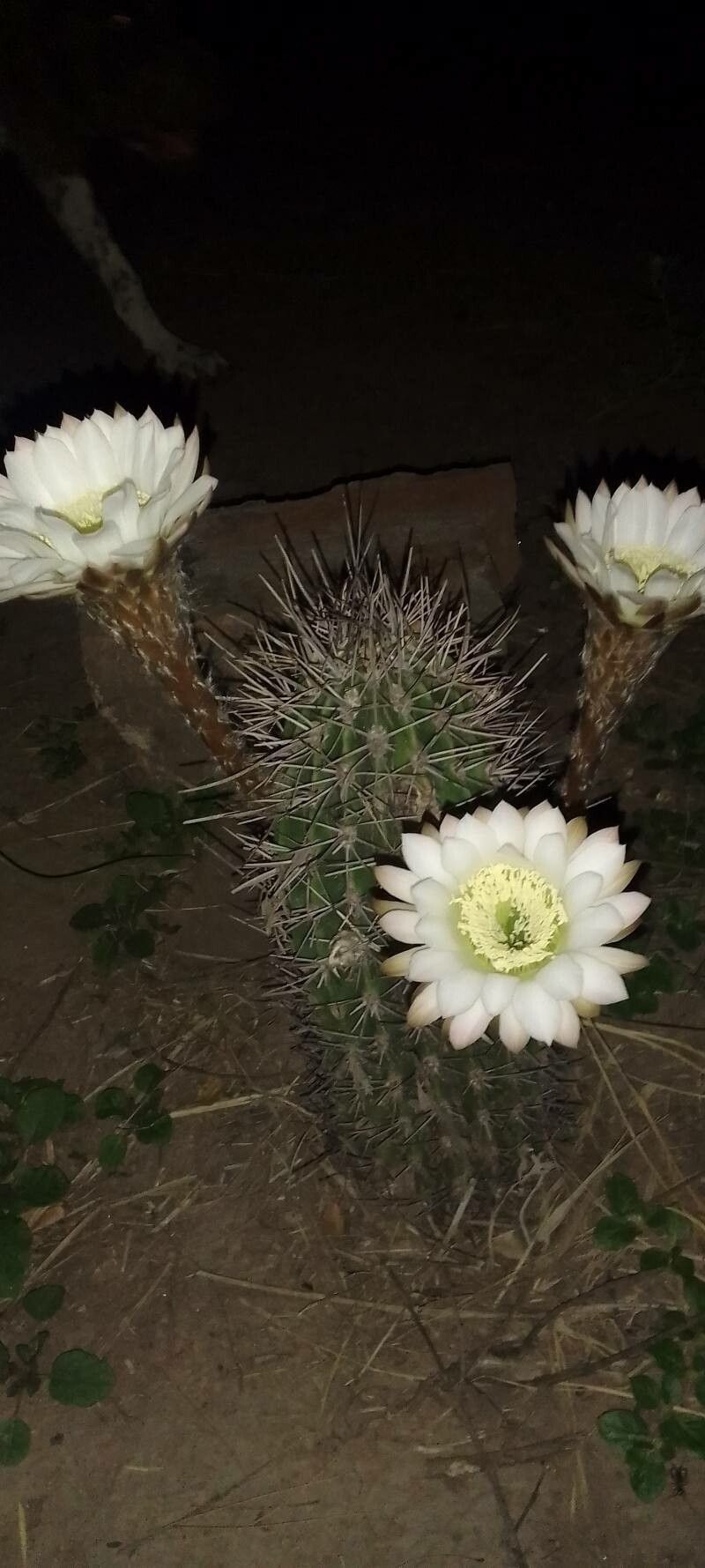 Acanthocalycium leucanthum bark