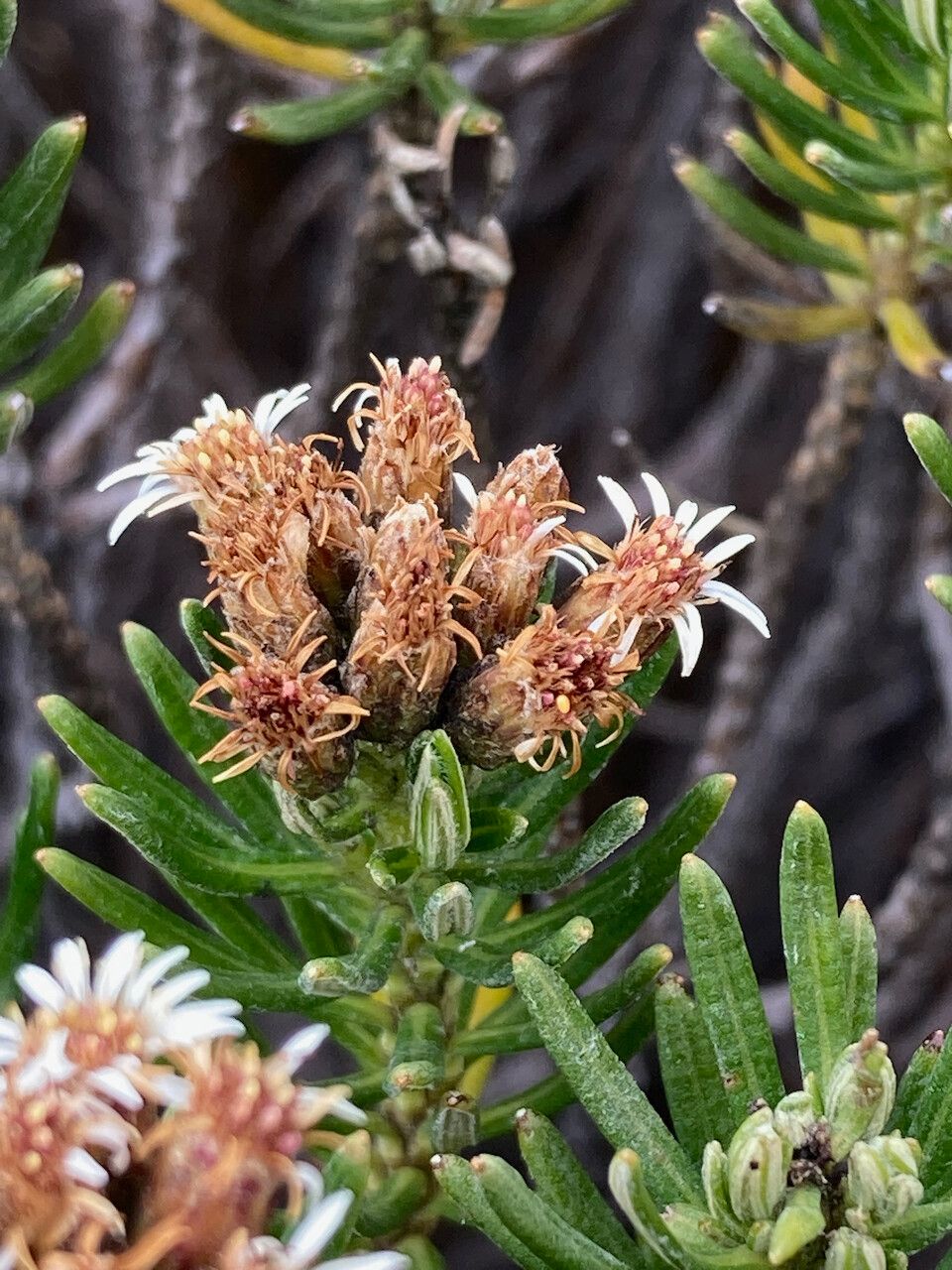 Diplostephium glutinosum fruit