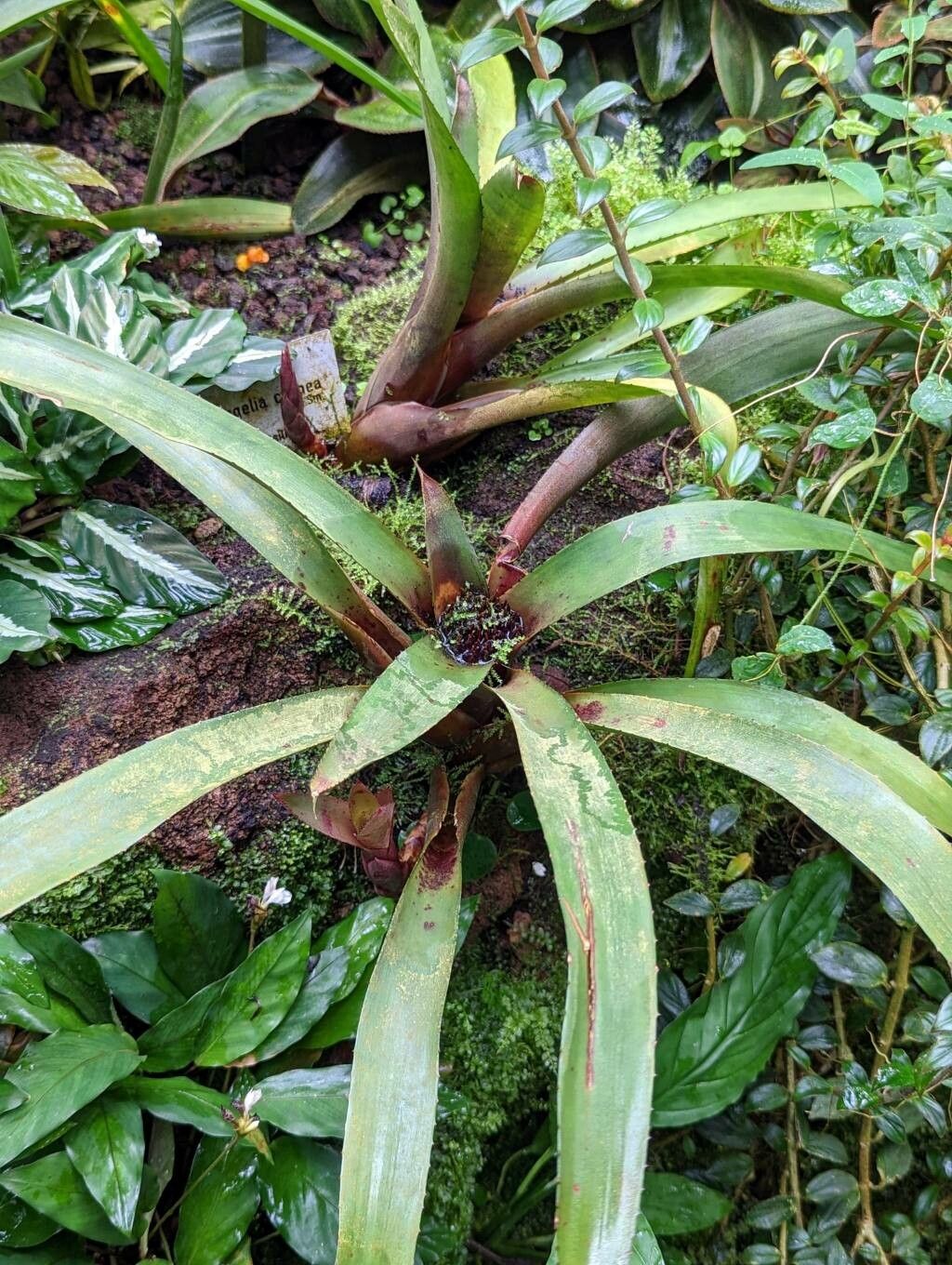 Neoregelia cyanea habit