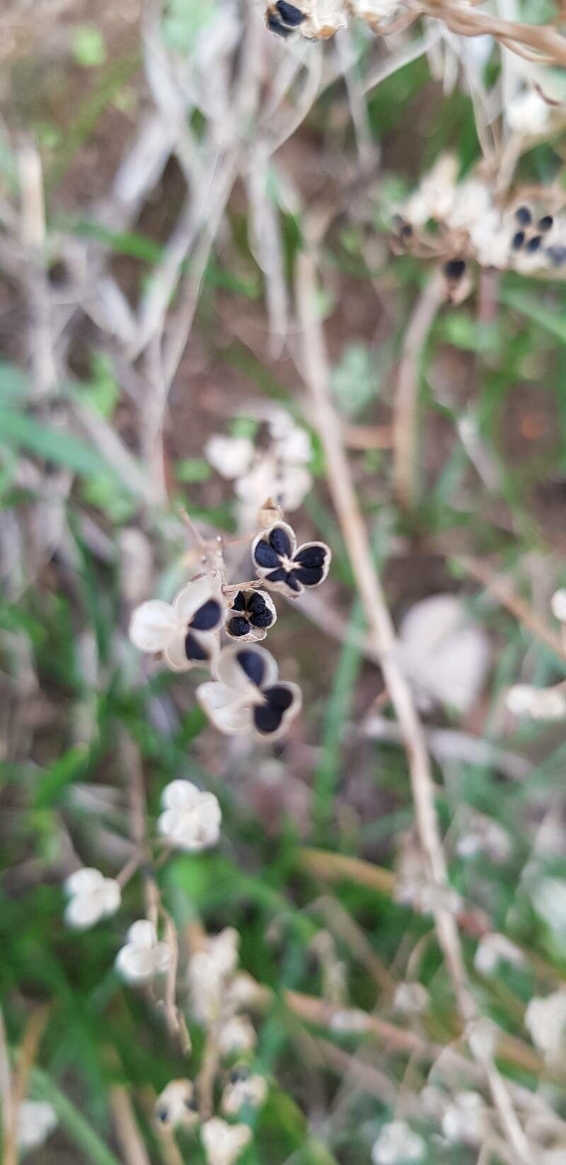 Prospero autumnale fruit