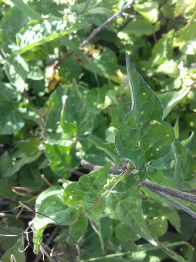 Oenanthe silaifolia — houseplant care guide