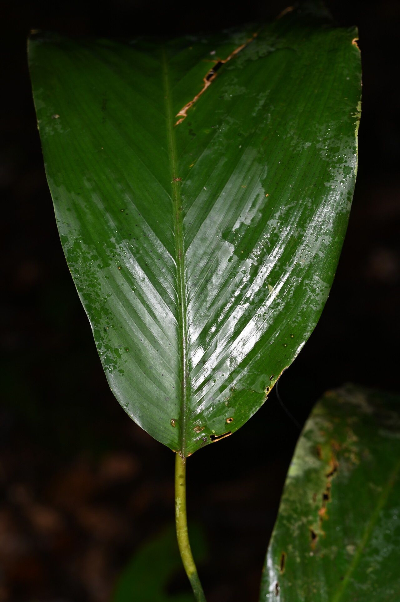 Goeppertia zingiberina — search result for 'Goeppertia'