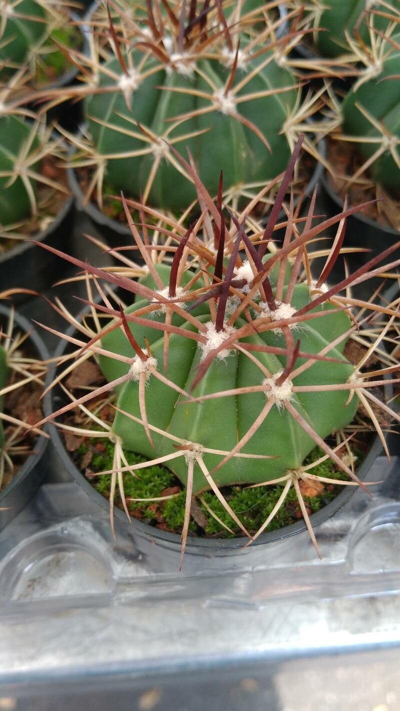 Melocactus ferreophilus flower