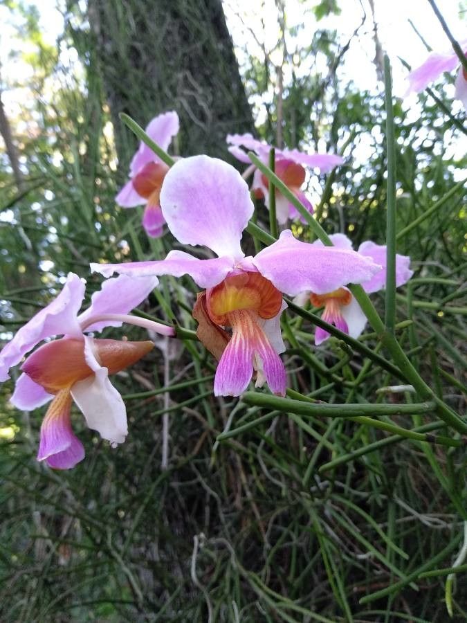 Papilionanthe teres flower