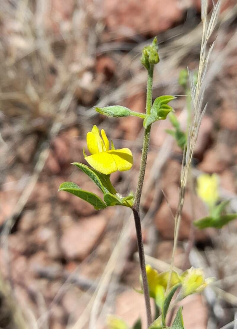 Rhynchosia senna flower