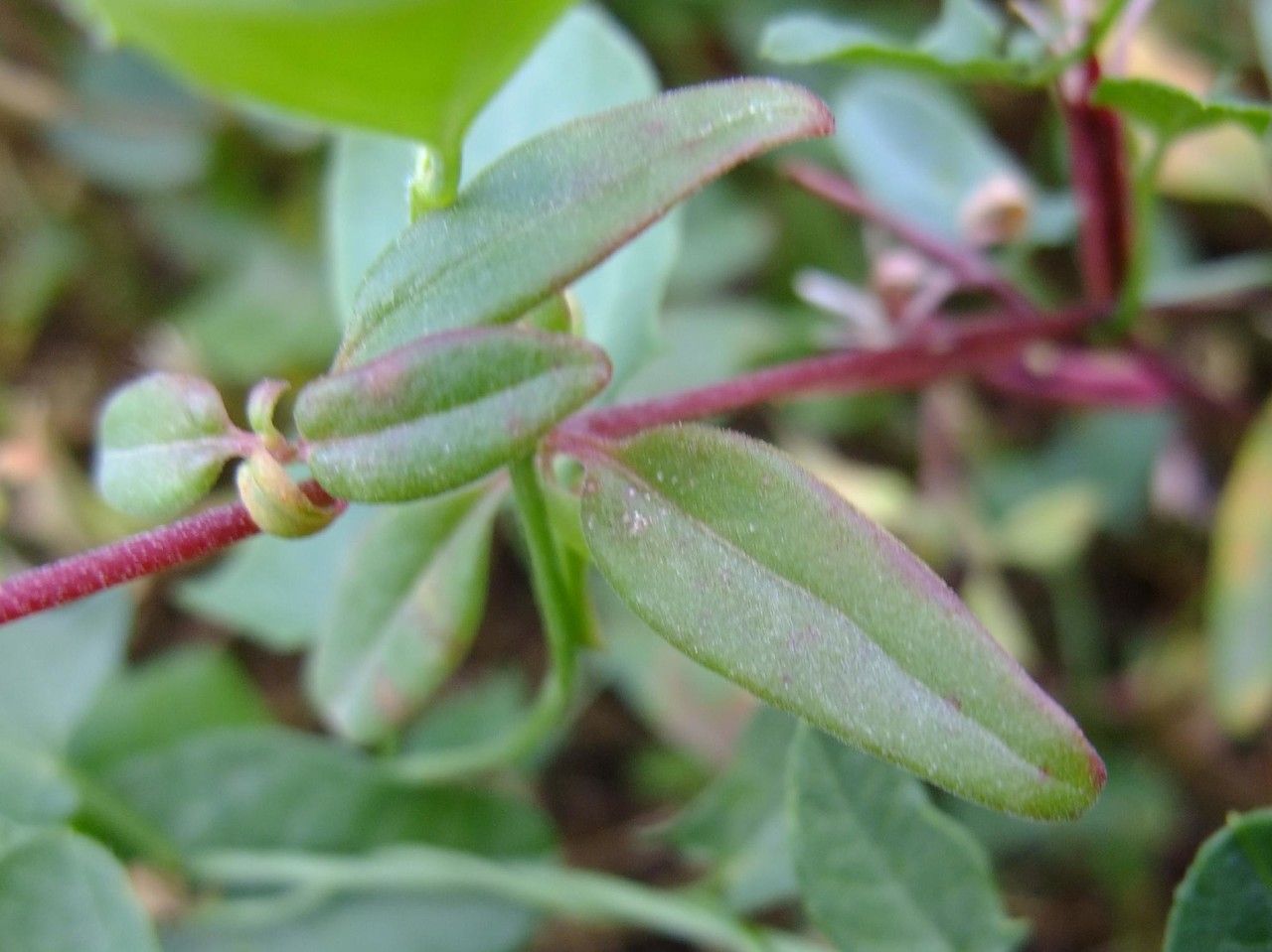 Clarkia concinna leaf