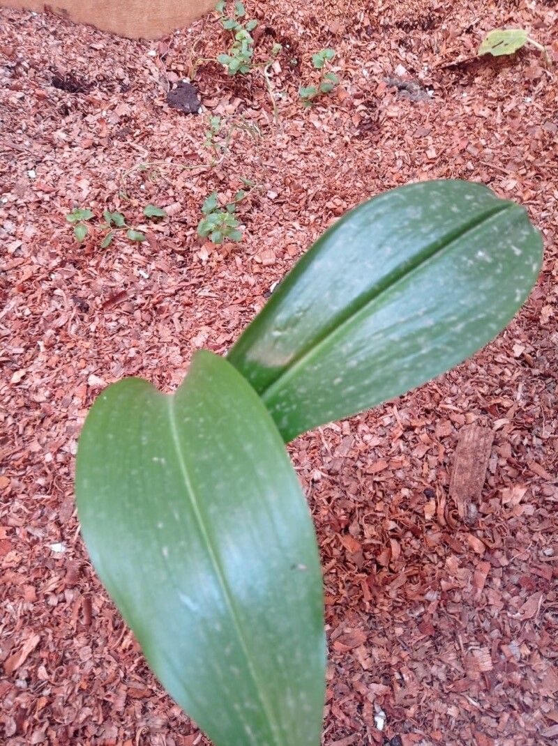 Hippeastrum reticulatum leaf