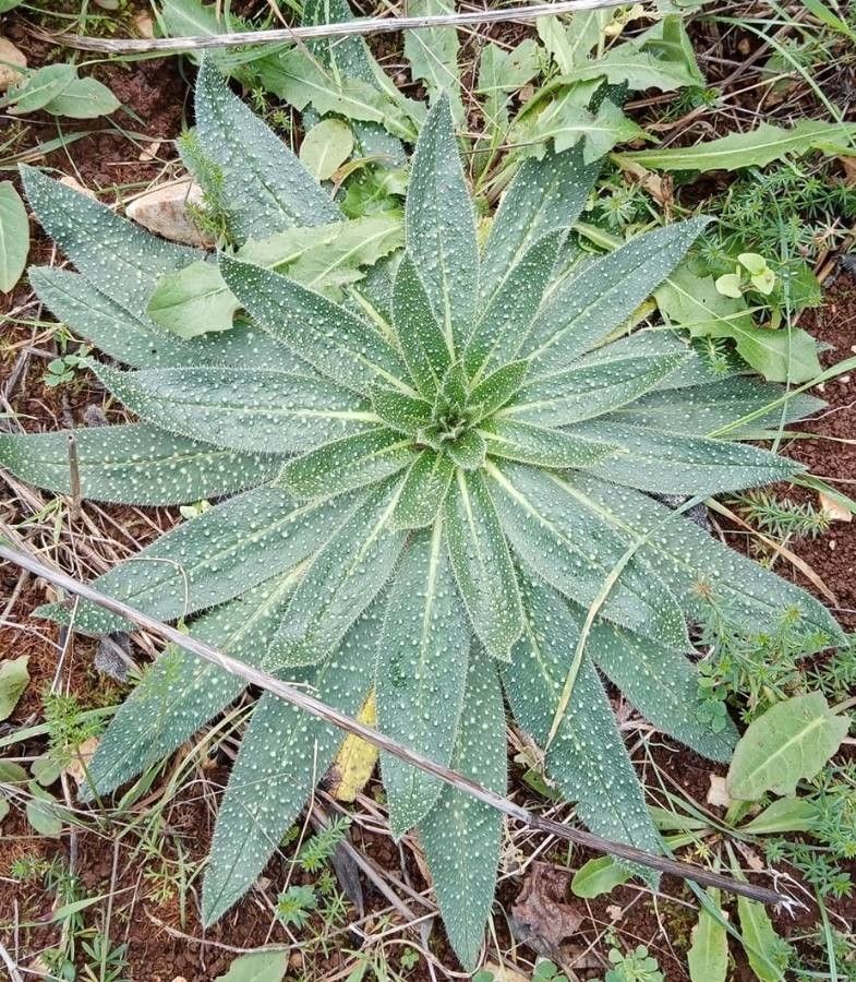 Echium asperrimum — search result for 'Echium'