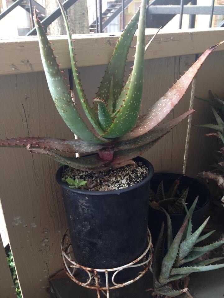 Aloe microstigma leaf
