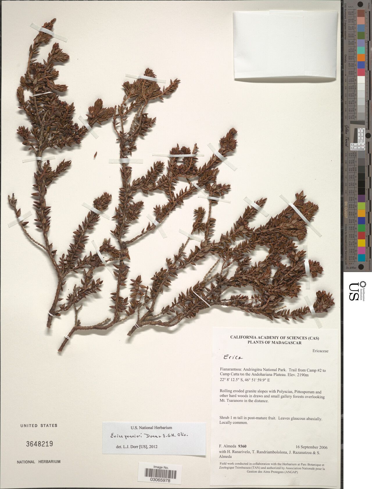 Erica perrieri — search result for 'Erica'