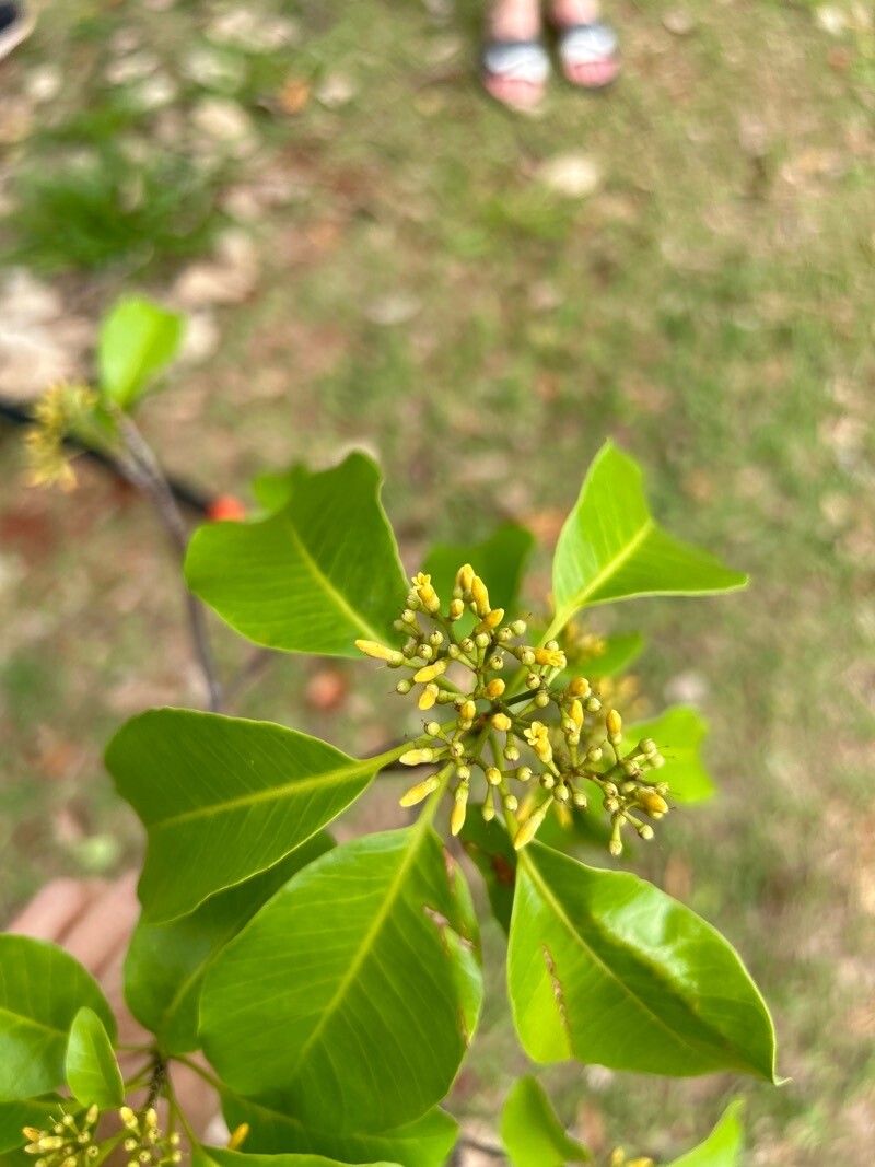 Aspidosperma olivaceum flower