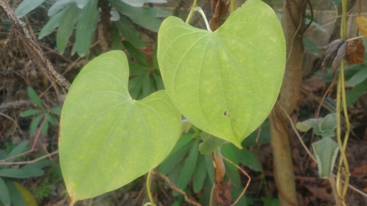 Dioscorea polygonoides leaf