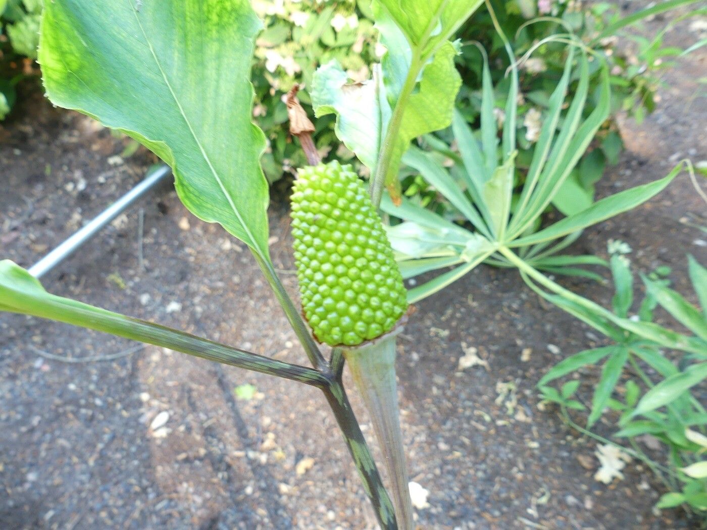 Arisaema serratum fruit