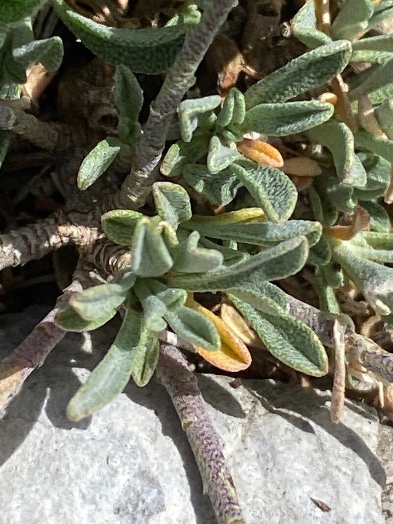Hormathophylla lapeyrousiana leaf