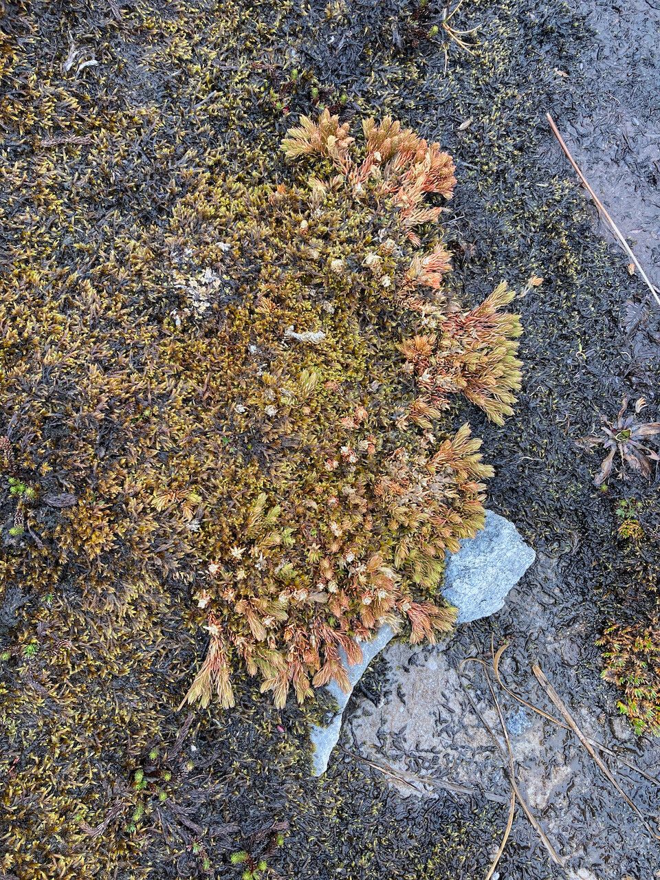 Huperzia cruenta habit