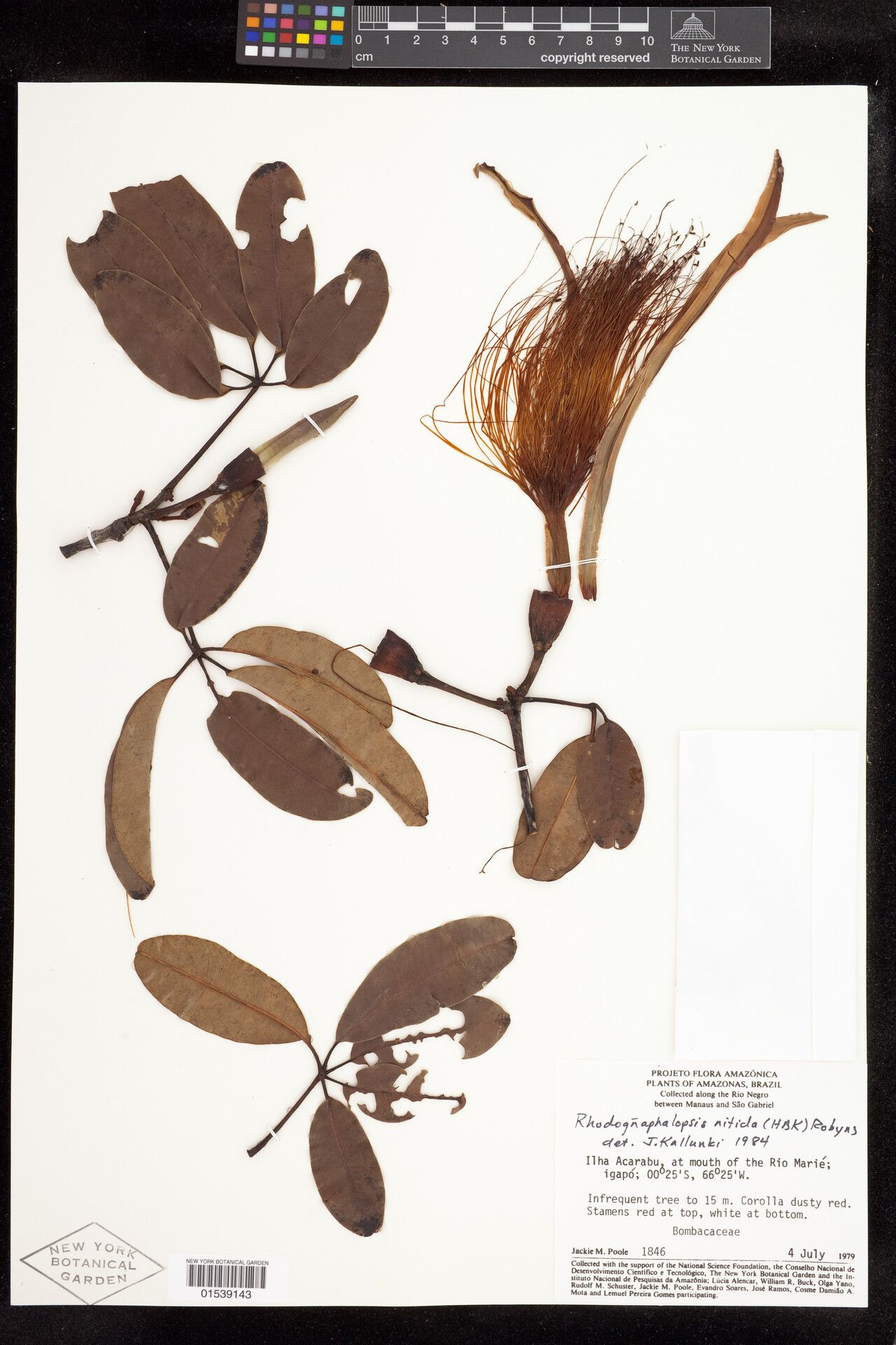 Pachira nitida flower