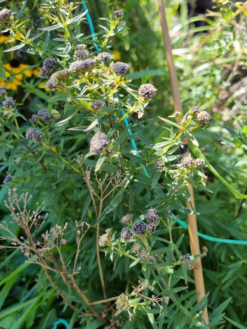 Pycnanthemum virginianum leaf