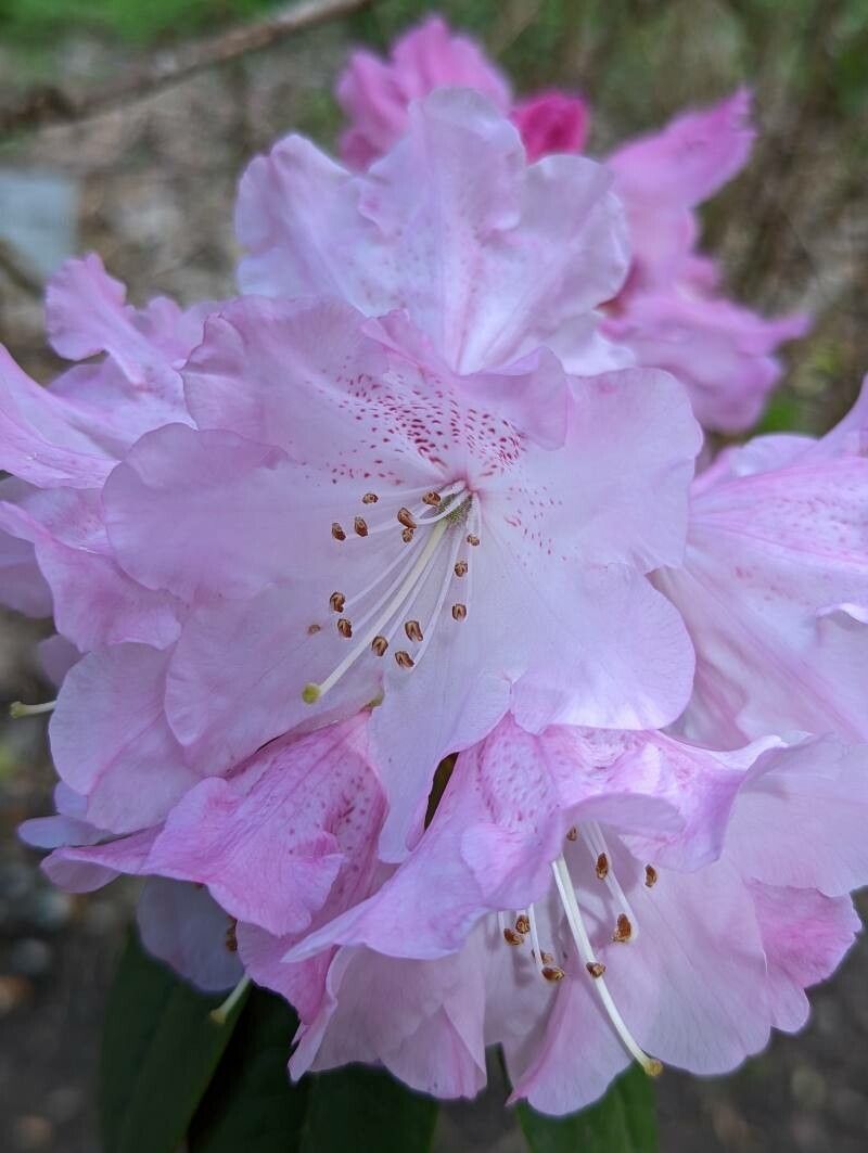 Rhododendron adenogynum flower