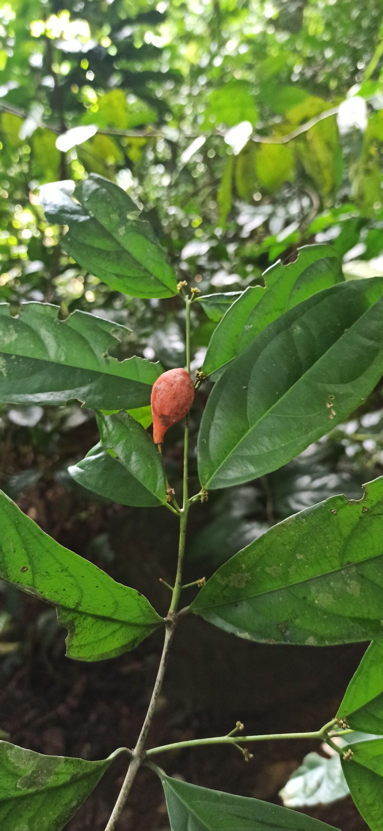 Salacia staudtiana fruit