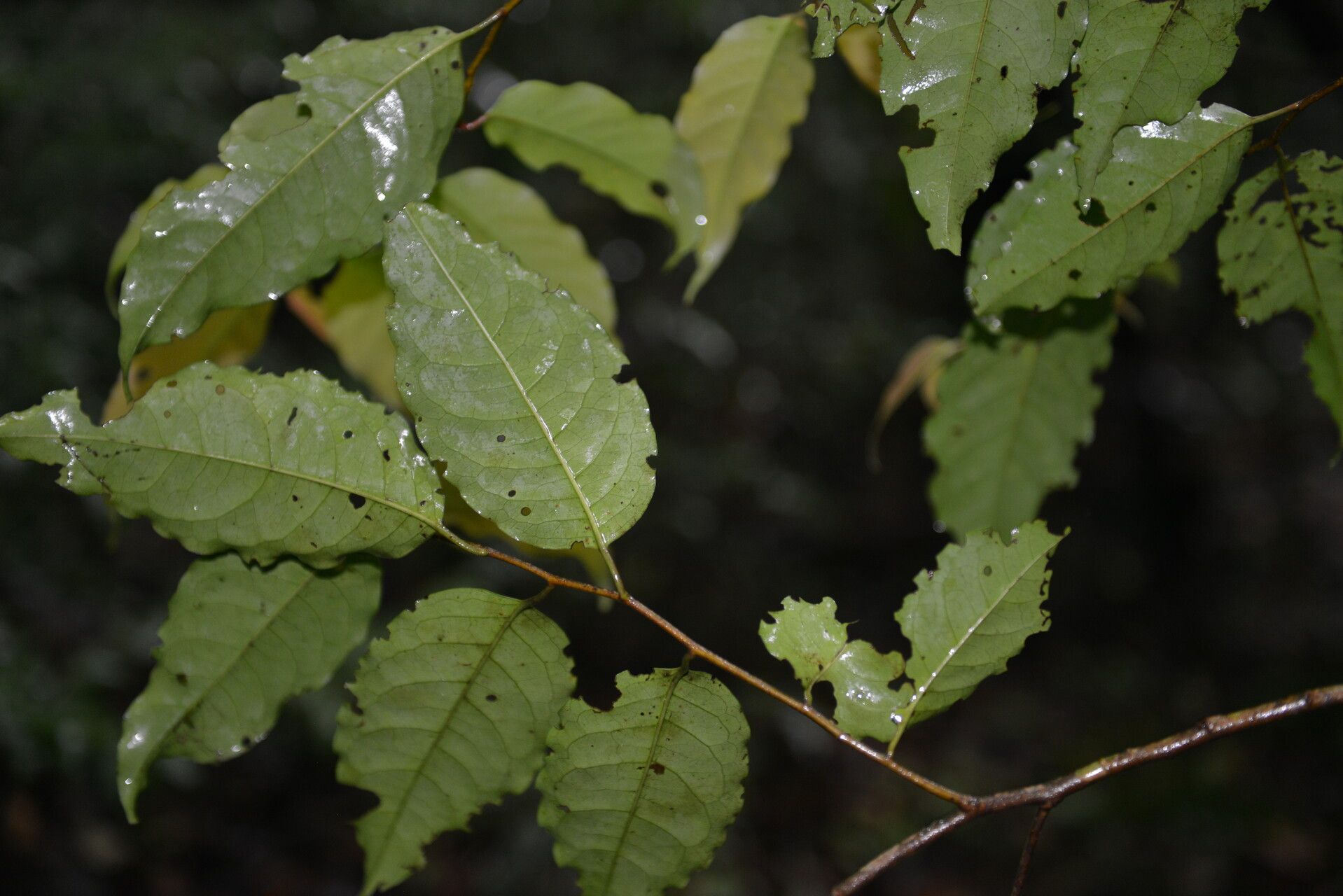 Prunus brachybotrya — houseplant care guide