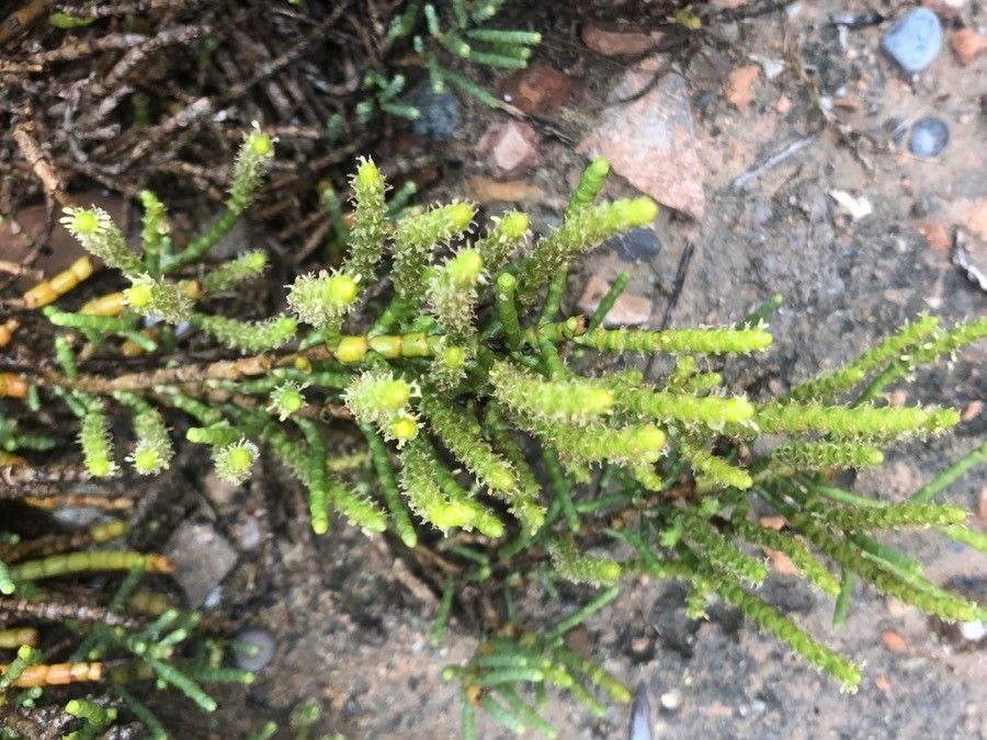 Arthrocaulon macrostachyum leaf