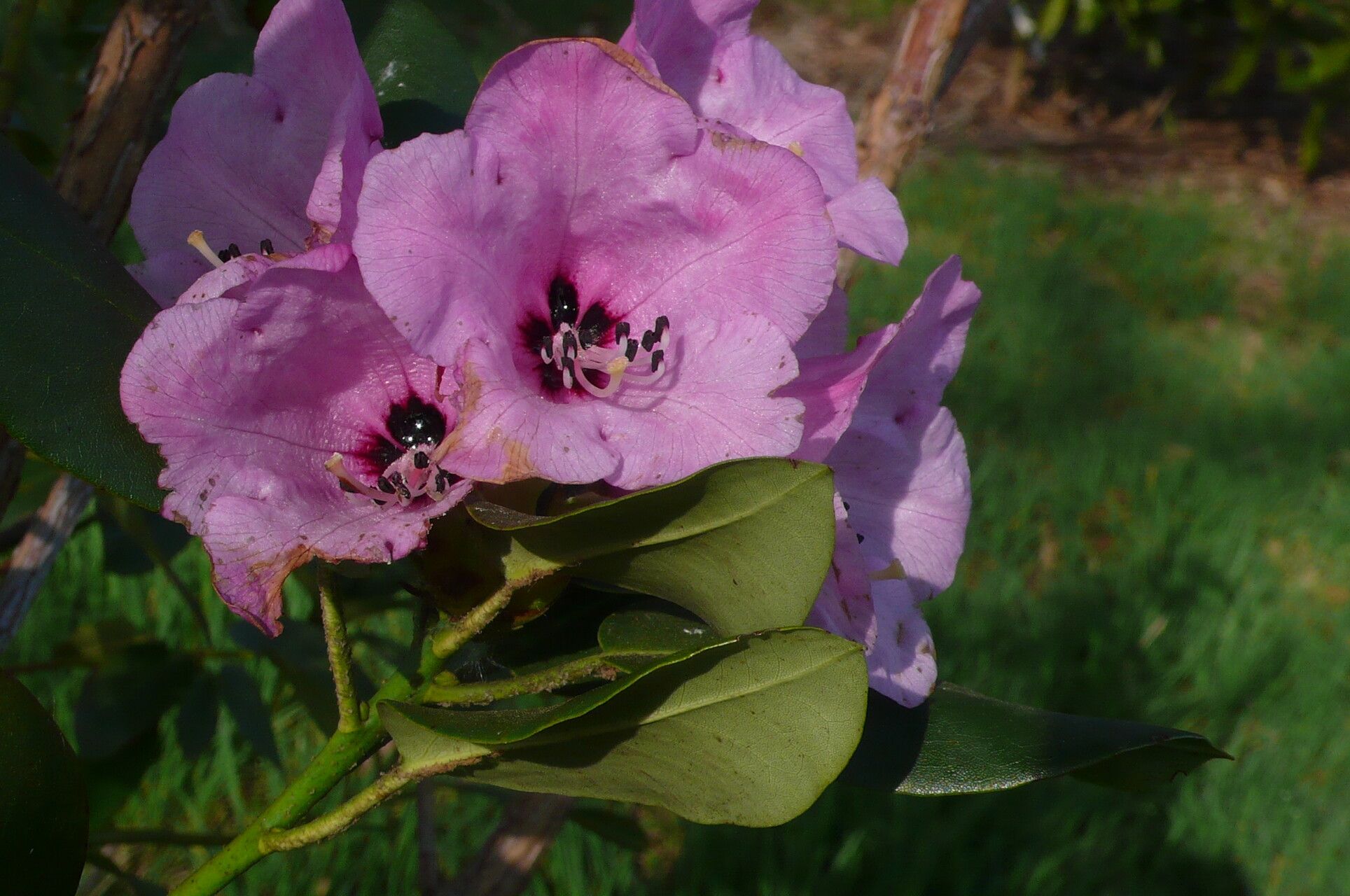 Rhododendron maculiferum flower