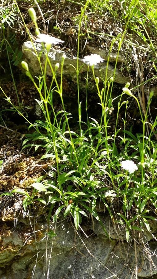 Silene alpestris habit