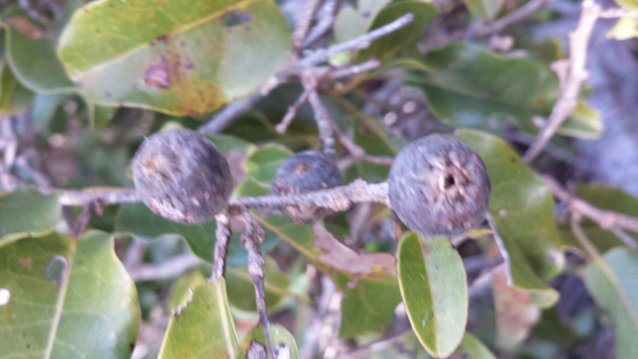 Leptolaena arenaria fruit