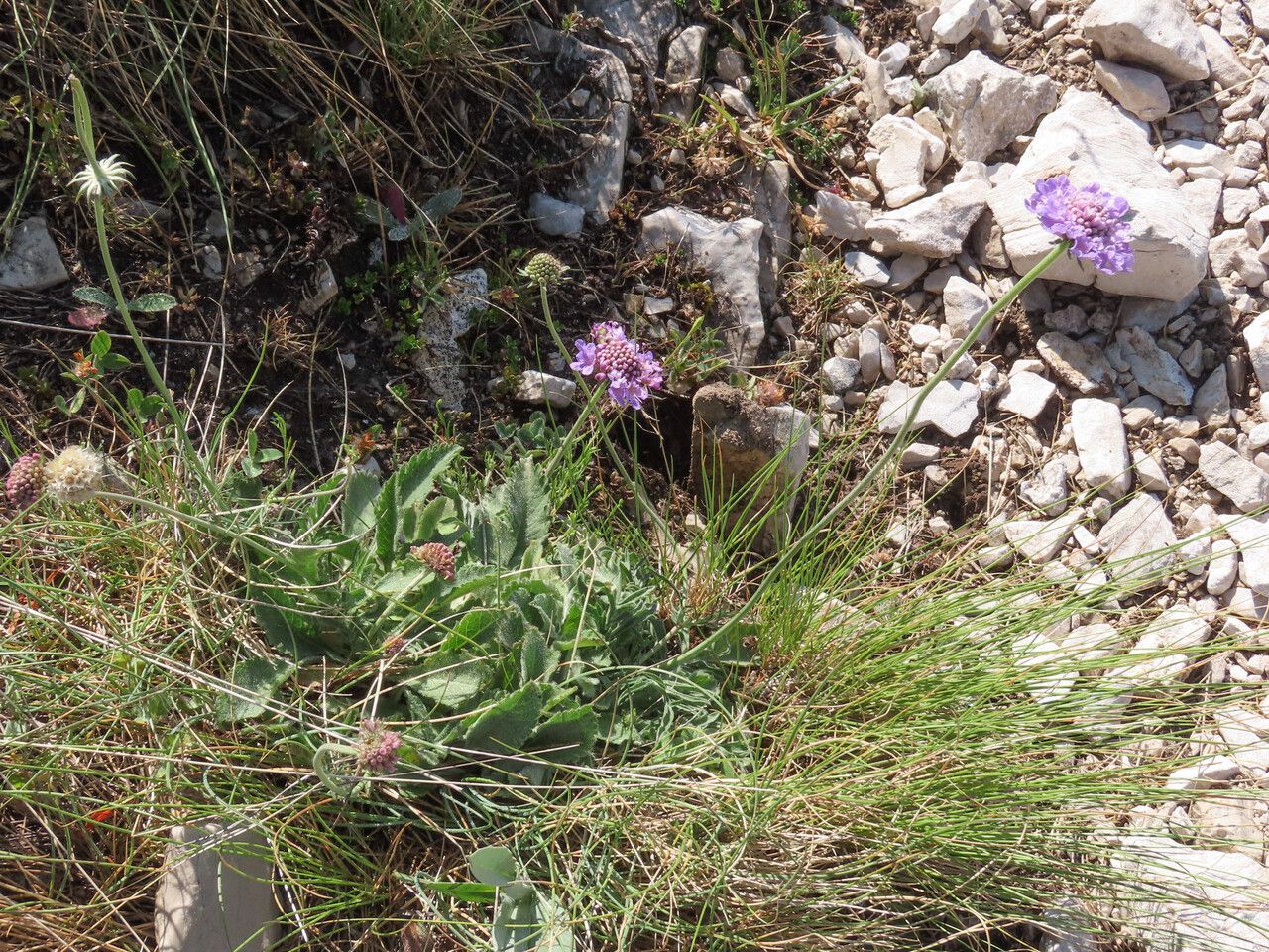 Scabiosa vestita habit