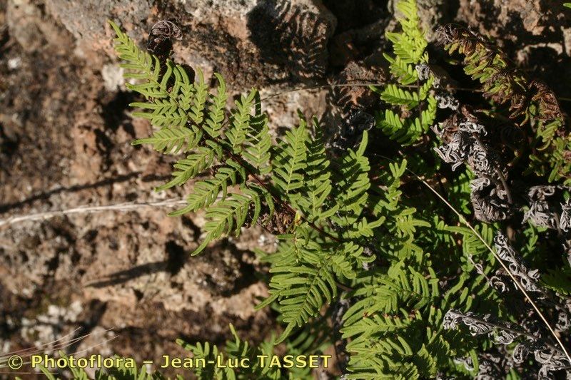 Allosorus fragilis habit