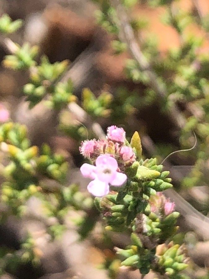 Thymus hyemalis flower