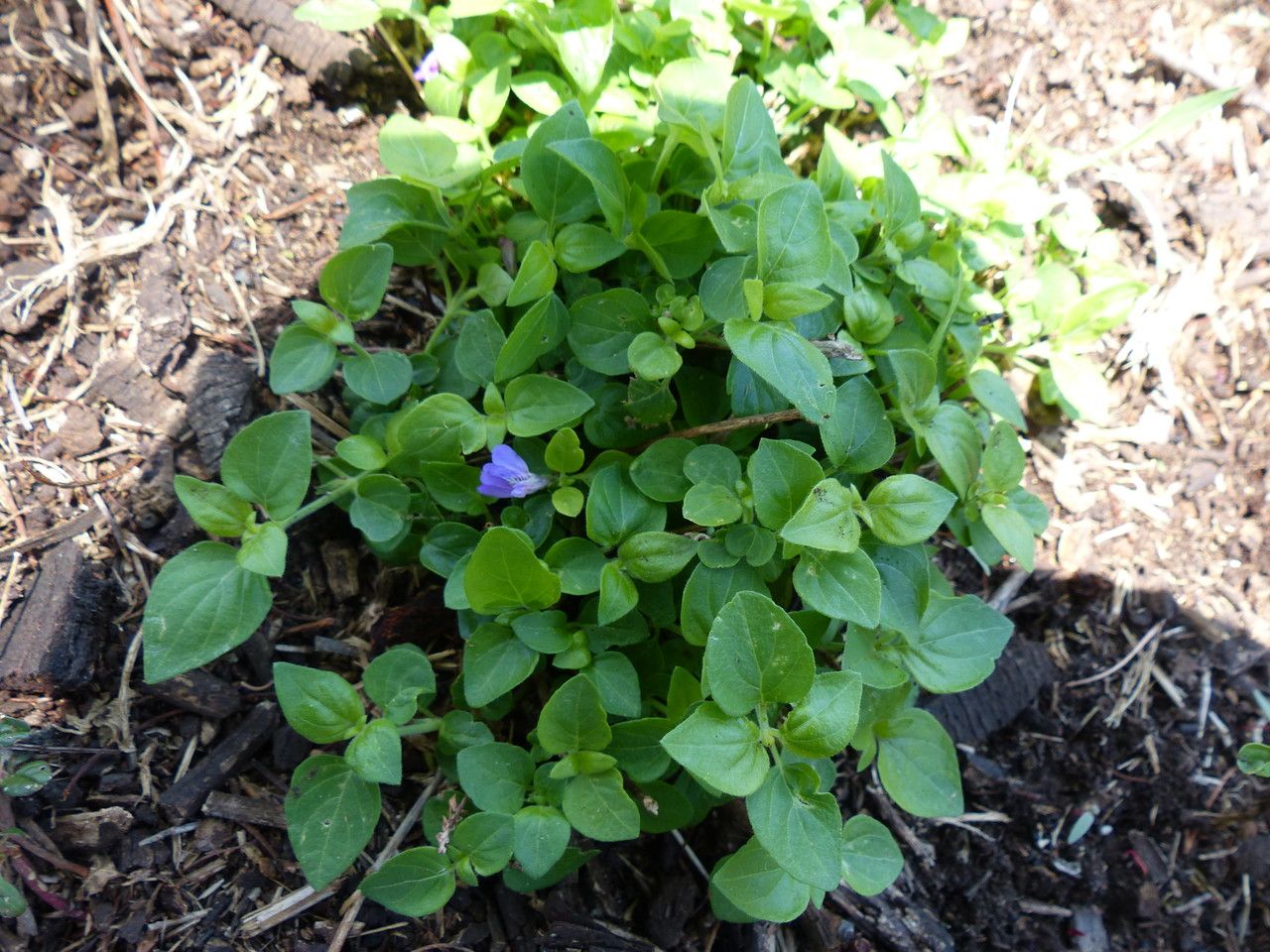 Justicia unyorensis habit