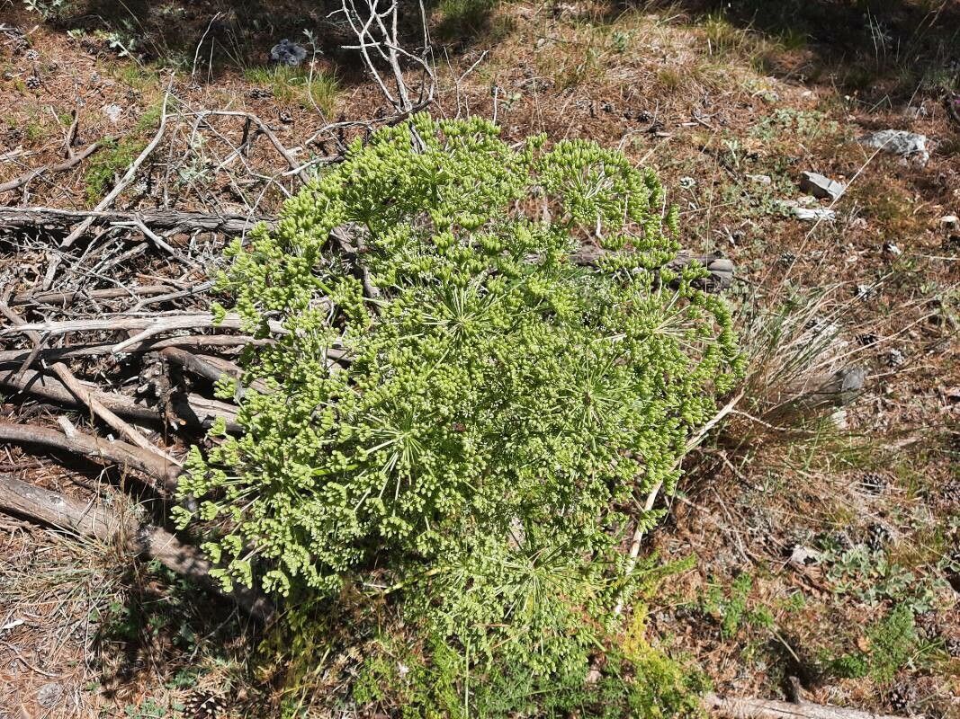 Ligusticum lucidum fruit