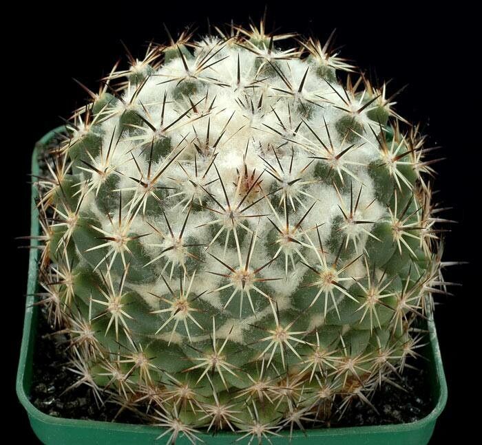Coryphantha vogtherriana — search result for 'Coryphantha'