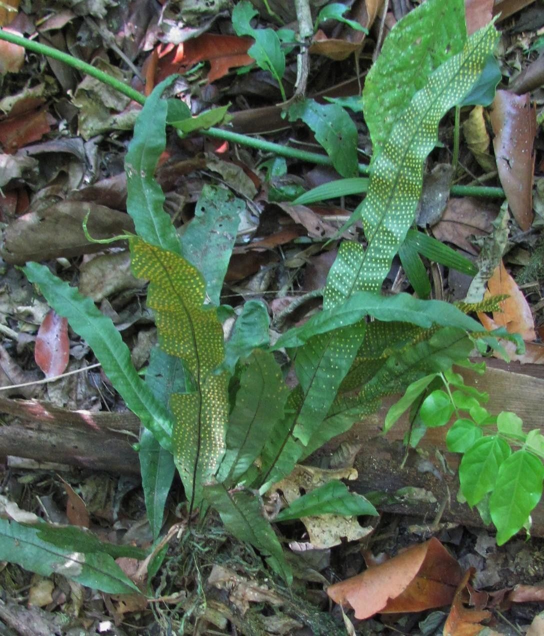 Campyloneurum repens habit