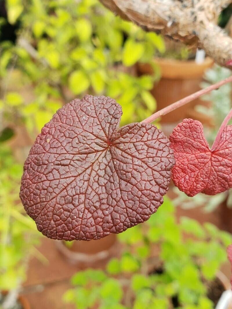 Pelargonium cotyledonis — houseplant care guide
