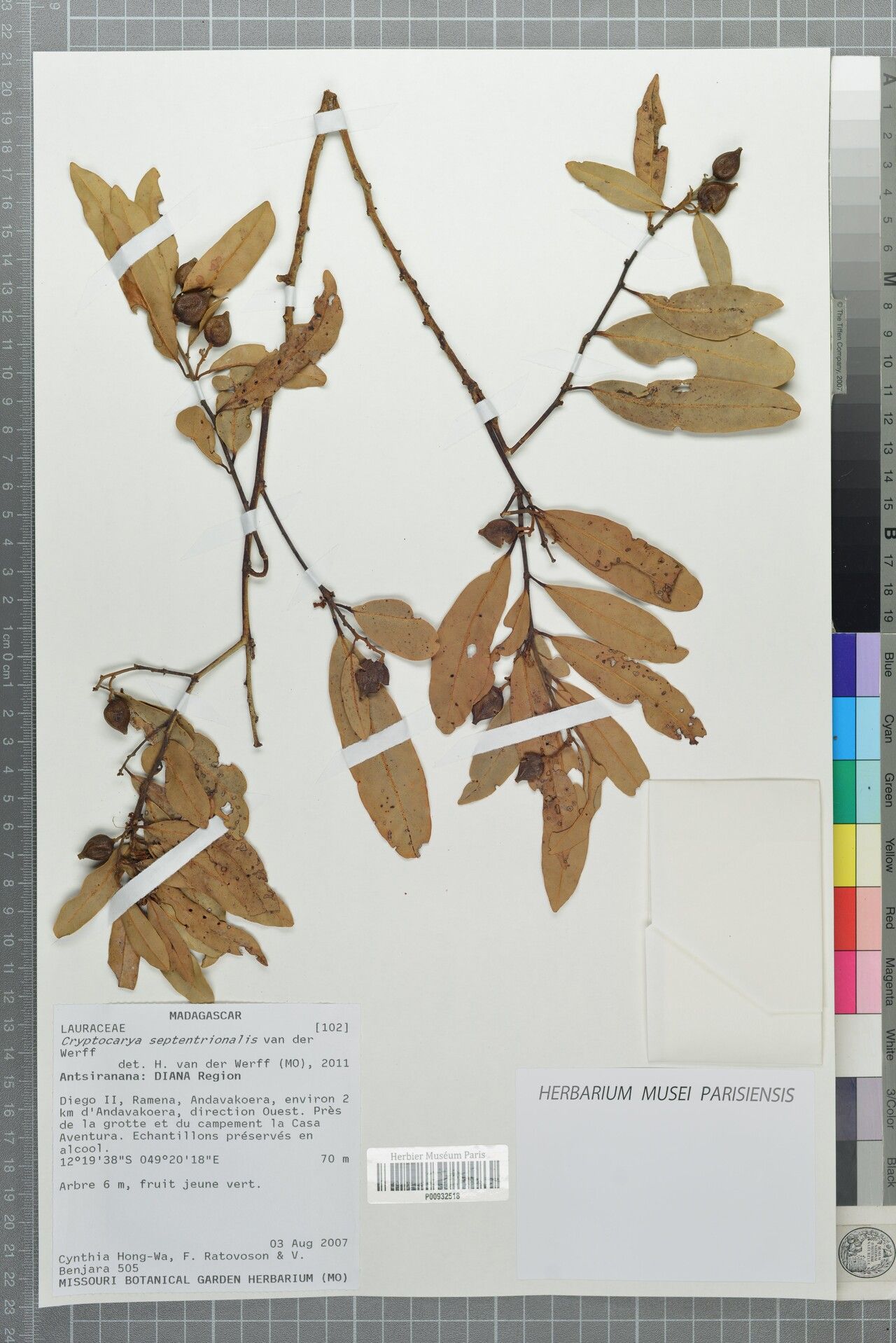 Cryptocarya septentrionalis — houseplant care guide