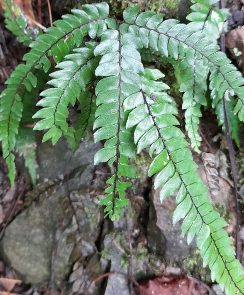 Adiantum pulverulentum habit