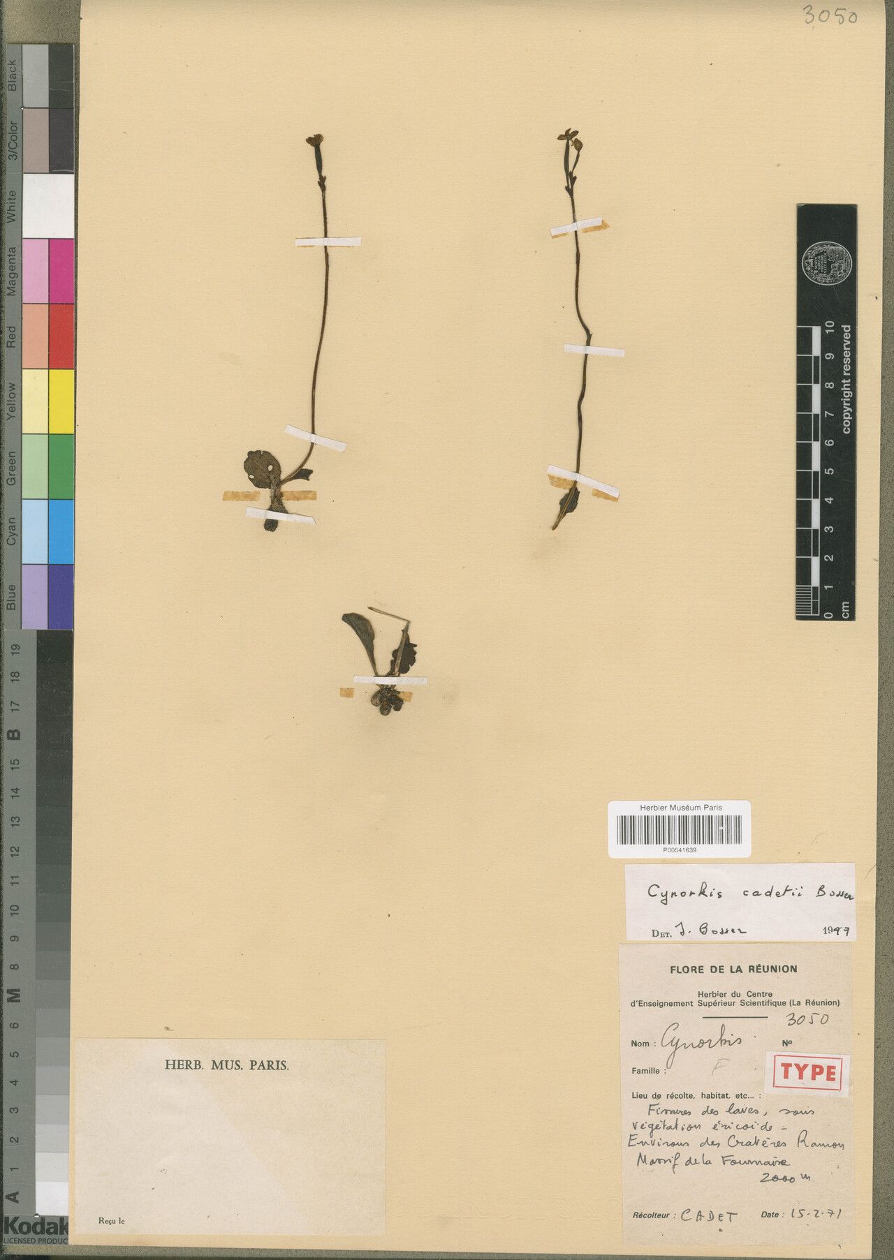 Cynorkis cadetii — houseplant care guide