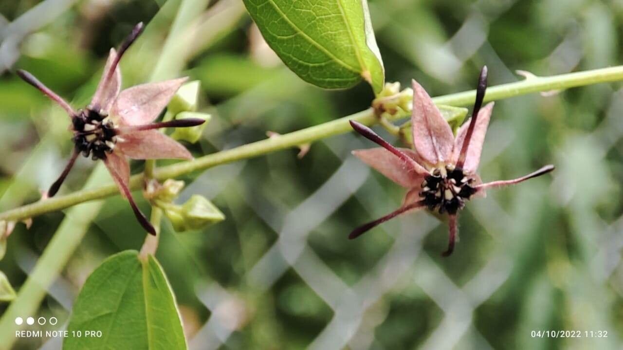 Ayenia aculeata flower
