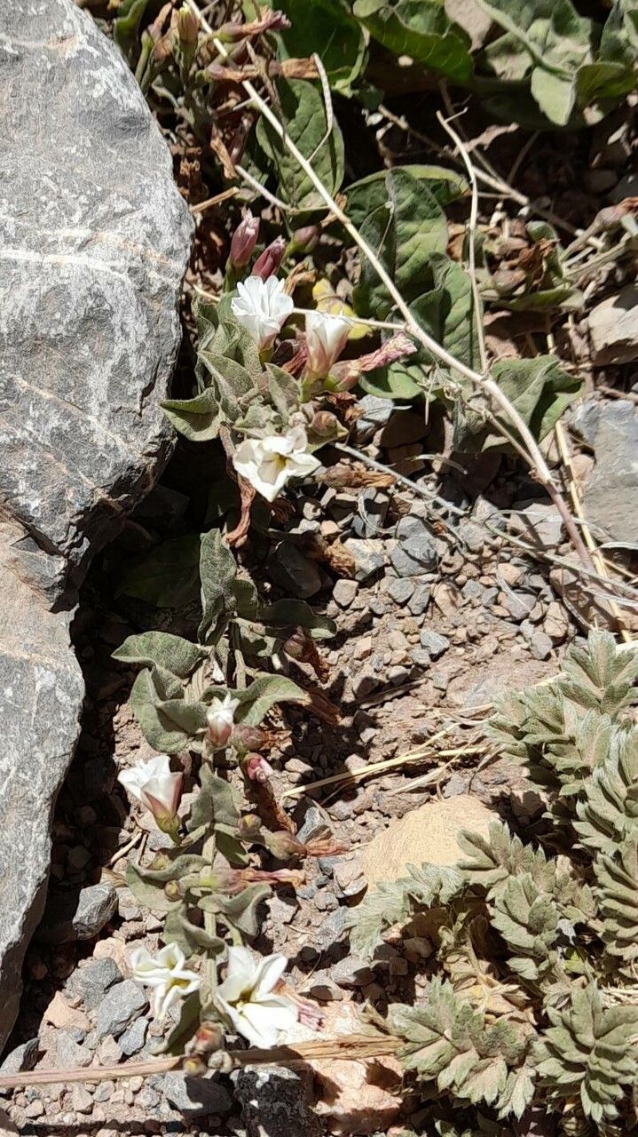 Convolvulus demissus habit